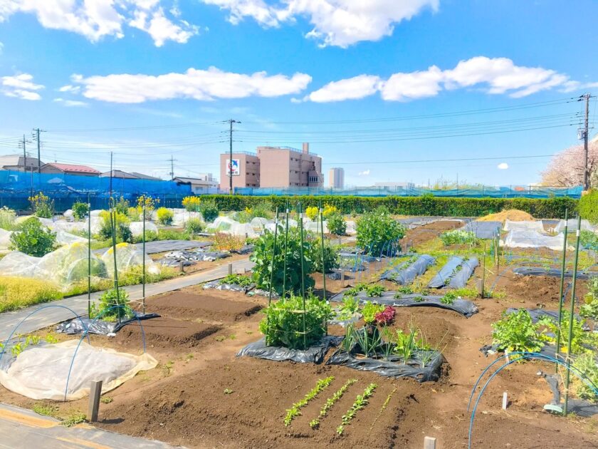 シェア畑 市川本八幡