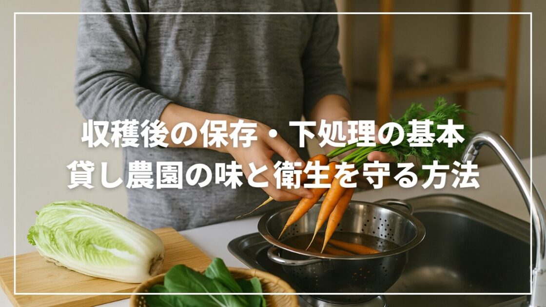 収穫後の保存・下処理の基本｜貸し農園の味と衛生を守る方法