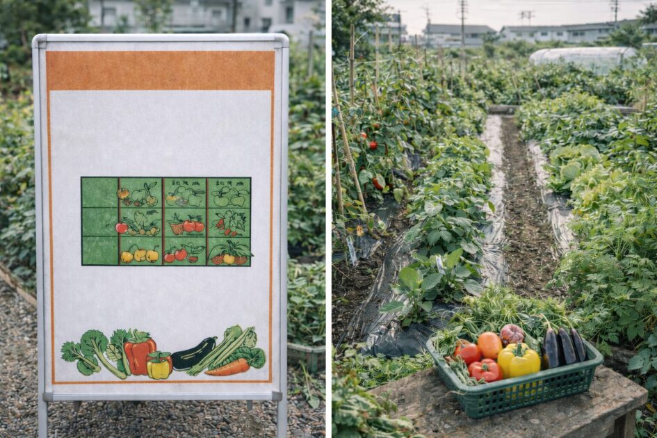 シェア畑東武練馬の料金と区画サイズ｜「4ウネ」でどれくらい育つ？