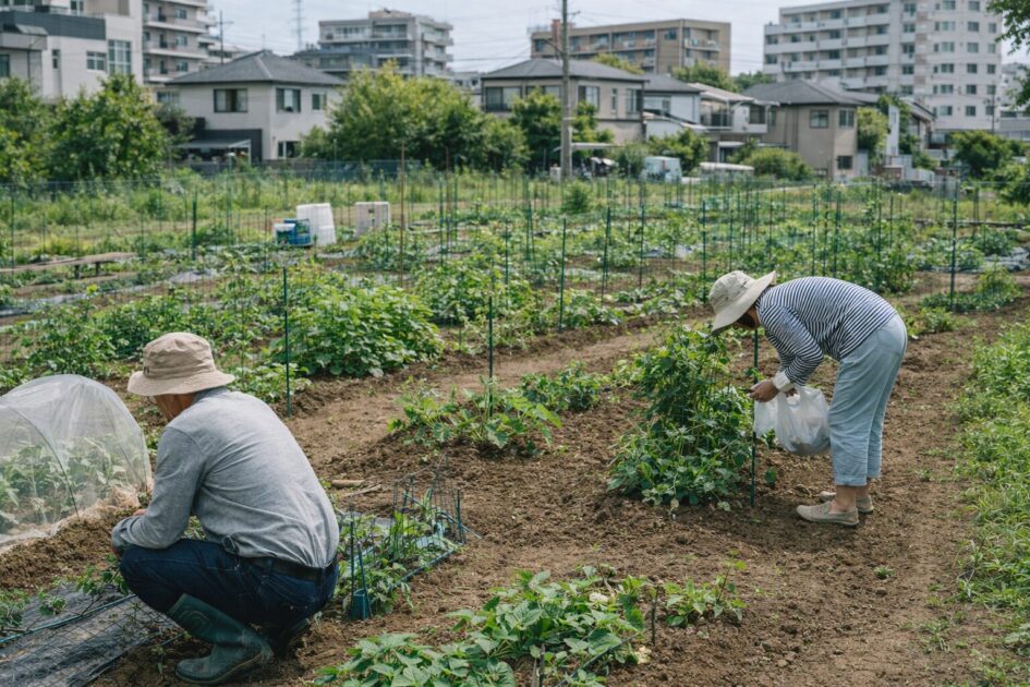 大田区の区民農園とどう違う？｜費用・抽選・手間で比較