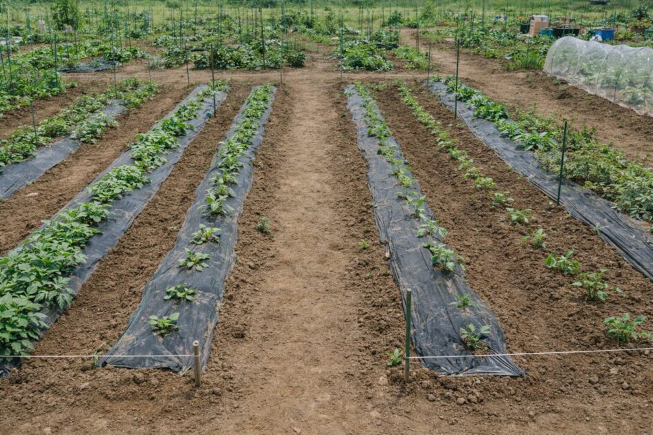 料金と区画サイズの目安｜「2ウネ・3ウネ」どっち？