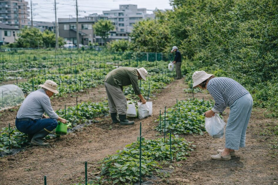 志木の市民農園・体験農園と比較｜費用・抽選・手間で見るとどう違う？