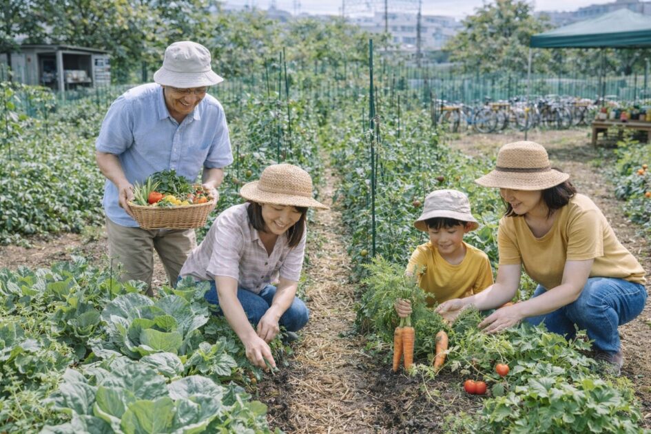 シェア畑等々力の料金と区画サイズ|「2ウネ」でどれくらい育つ?