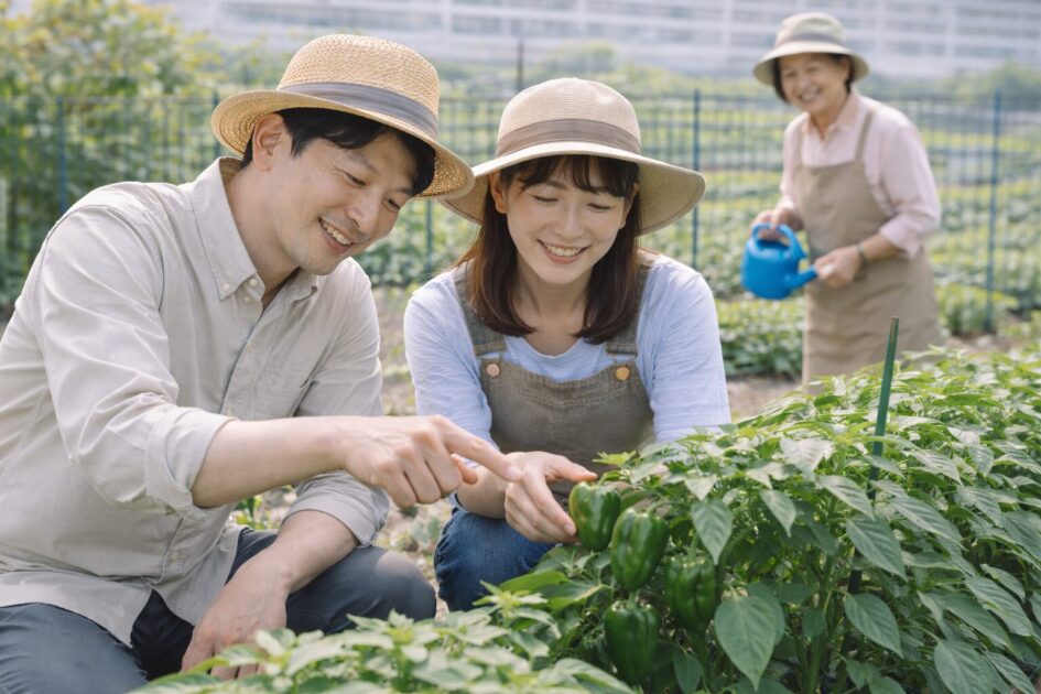 シェア畑でピーマンは育てられる？｜向く人と前提を先に整理