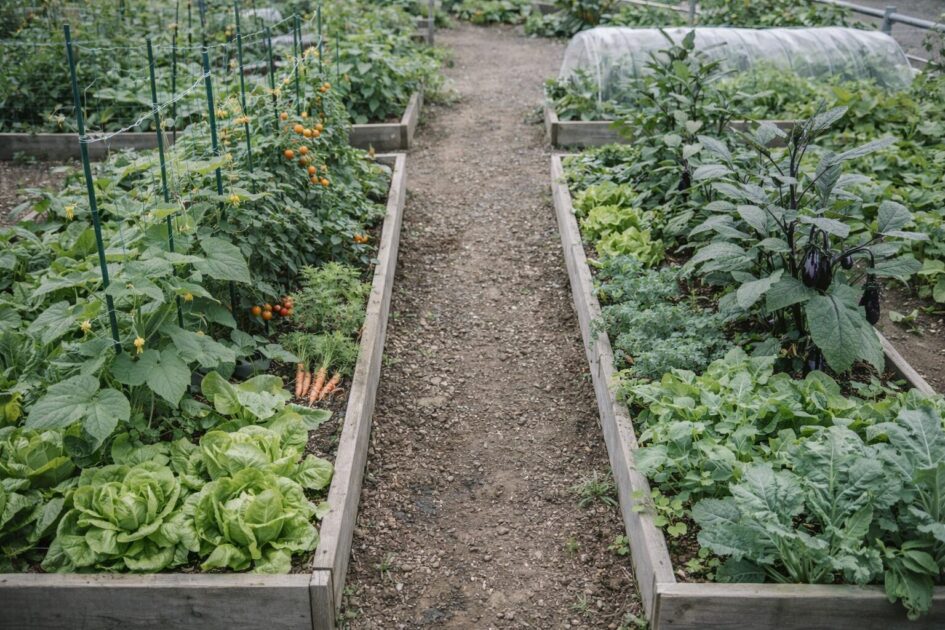 シェア畑長居公園の料金と区画サイズ｜「2ウネ」でどれくらい育つ？