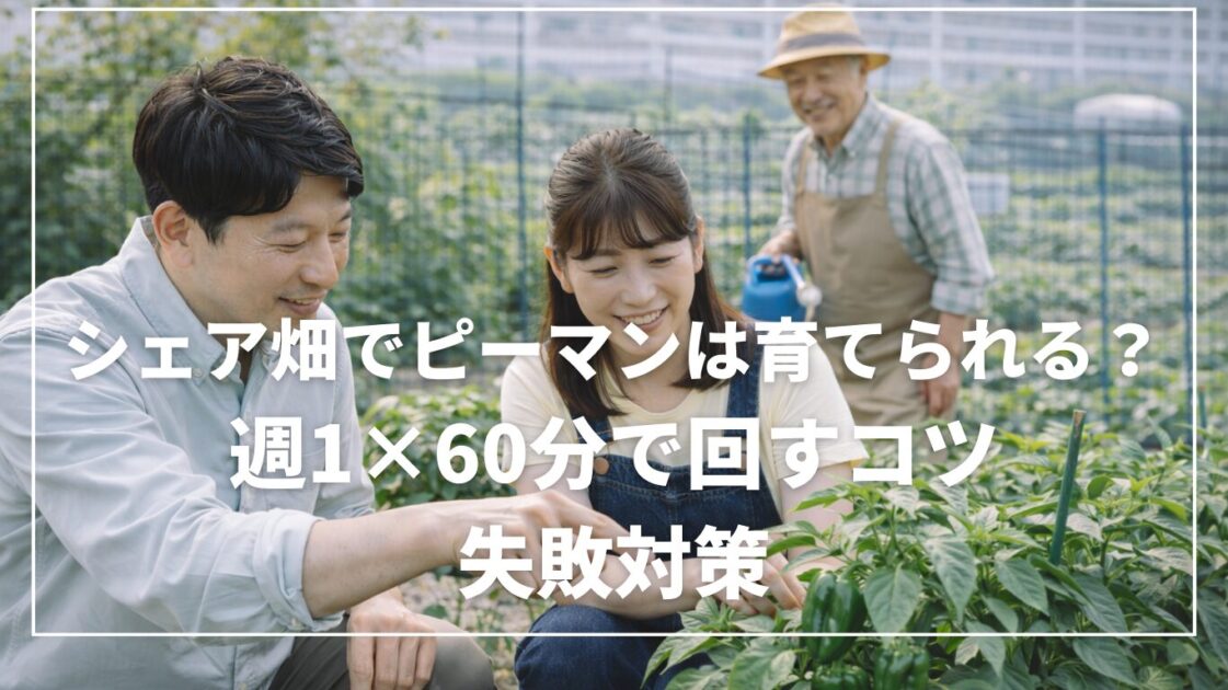シェア畑でピーマンは育てられる？週1×60分で回すコツと失敗対策
