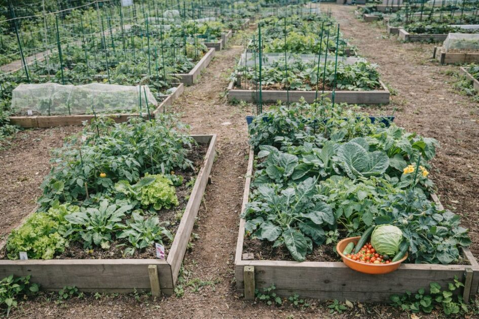 シェア畑逗子小坪の料金と区画サイズ｜「2ウネ」でどれくらい育つ？