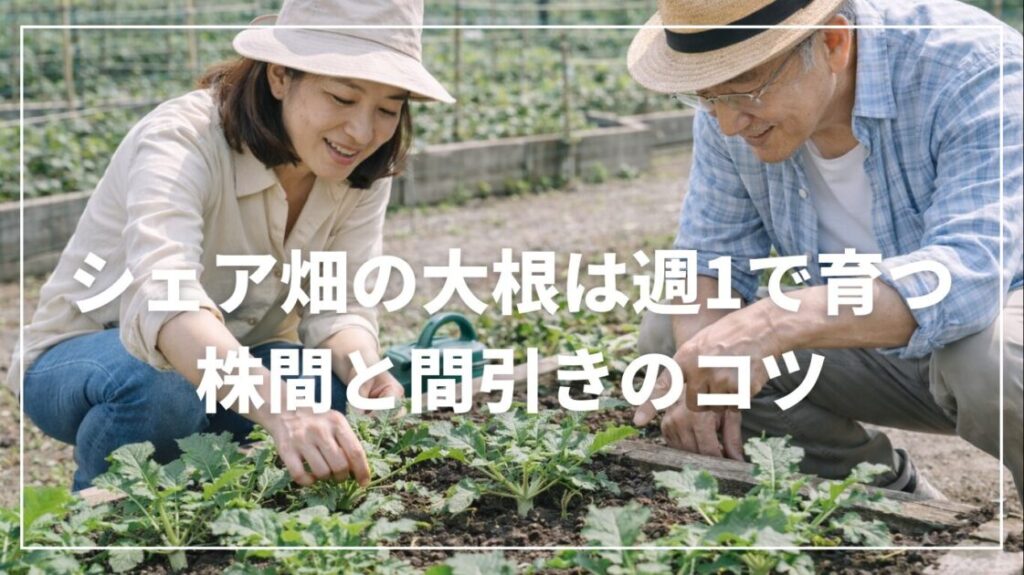 シェア畑の大根は週1で育つ|株間と間引きのコツ