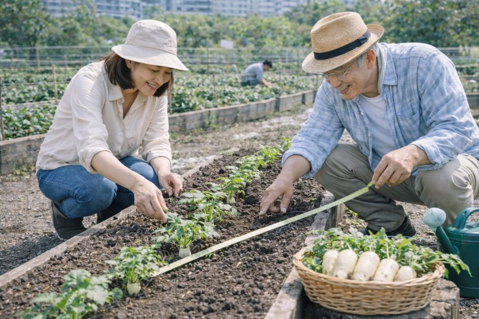 1ウネで何本?植え付け設計|株間が決まれば迷いが消える
