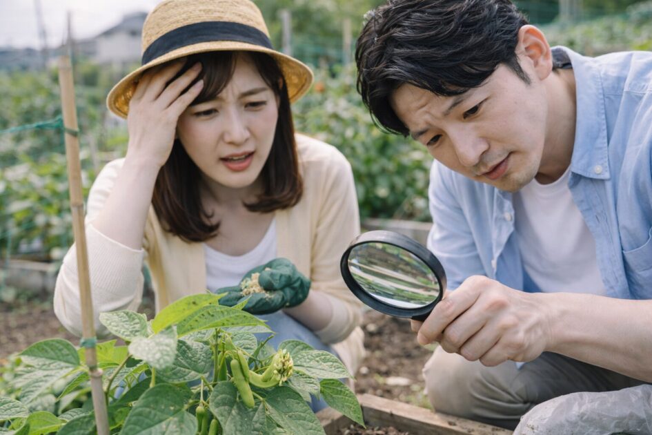 虫と病気|枝豆で一番へこむ所を先に潰す